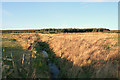 Southerly view along the drainage ditch by Borrodale. in AB43 6TL