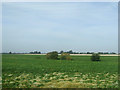 Crop field, Little London in PE11 3AB