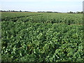 Potato field off Middle Road in PE6 7SQ