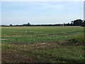 Farmland, Newborough Fen in PE6 7SA