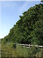 Woodland beside the A15 in PE4 7JP