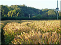 Field of an unusual cereal crop in PO18 9AS
