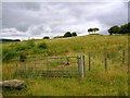 Rough grassland near Gelli'r-haidd-uchaf in CF39 8WA