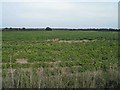Potato field on Kirk Sandall Common in DN3 1QH
