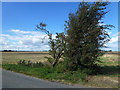 Battered bush next to Morton's Bridge in PE14 8PT