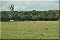 South Somerset : Grassy Field in BA22 7RA