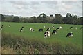 South Somerset : Grassy Field & Cattle in TA19 9HF
