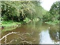 East Devon : The River Otter in EX14 3PG