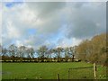 Treeline and clouds near Bradwell Grove in OX18 4AP