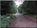Forest Track near Regulas Mill in IV36 2QL