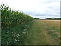 Track Next To Maize in NR17 1PF