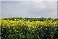 Oilseed rape by Paddlesworth Rd in ME6 5SQ