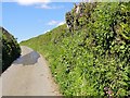 A Country Lane in the Springtime in TQ10 9LP
