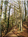 Cotswold Way path through Pen Wood in GL10 3PR