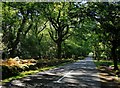 Up the hill towards Long Cross, New Forest in SO43 7JG