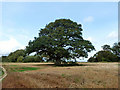 Oak by the path in Chichester West Ward