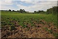 Cattle pasture near Pirehill Cottage Farm in ST15 0BH