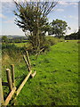 Field boundary, Peasley Bank in ST18 9SB