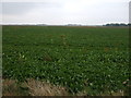 Crop field, Northey in PE6 7YX