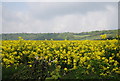 Oilseed rape near Walnut Tree Farm in ME19 5JL