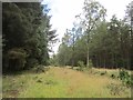 Overgrown track, Dunsinnan Woods in PH2 6DB