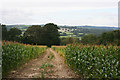 Maize above Chaffcombe Gate Farm in TA20 4AH