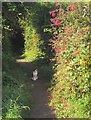 Cat on path, Roman Way, Seaton in EX12 2UW