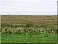 Warham Salt Marshes at Warham Greens in Warham