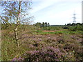 Briantspuddle, heathland in DT2 7HP