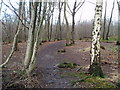 Footpath through Blakes Wood in CM3 4SU