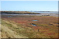 Salt-marsh south of  Burnham Wick in CM0 8LU