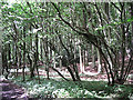 Ridges Copse - southeastern corner in SP11 6AH