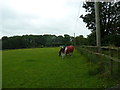 Horses in a field adjacent to St Mary's in SP11 9DS