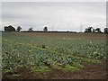 Brassica crop, Coupar Angus in PH13 9EL