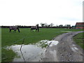 Horses in the field in BS35 1RJ
