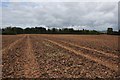 East Devon : Ploughed Field in EX5 4DZ