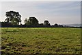 East Devon : Grassy Field in EX5 4DX