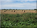 Straw bales by Quaker Farm in CB6 2ES
