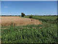 Wheat field in CB6 1RA