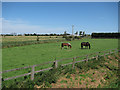 Horses by Black Bank Road in CB6 2UA