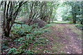 A track in the wood in MK17 0NQ