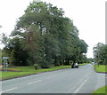 Tree-lined Brecon Road near Cae'r-Lan in SA9 1TB