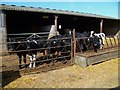 Calves at Mohuns Park in BA8 0TB