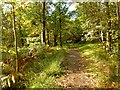 Path through Ardencaple Wood in G84 9QG