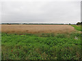 Wheat field by Byall Fen Drove in Chatteris North & Manea Ward