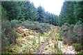 Forest Track in AB55 6UN