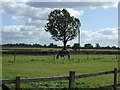 Grazing, Vicarage Farm in CV23 9HB