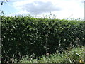 Hedgerow beside the Fosse Way in LE17 5BB