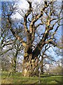 Old Tree at Gwysaney in CH7 6PB