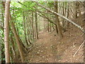 Path in forestry plantation in SY22 6HP